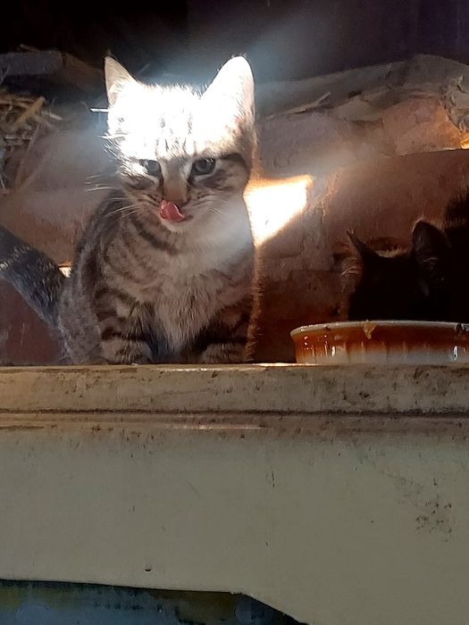 Oddam kotki do adopvji