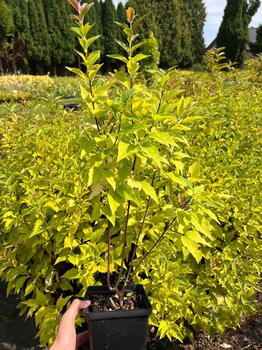 Jasminowiec wonny 'Rosamunde' (Philadelphus coronarius) Doniczka 2.0L