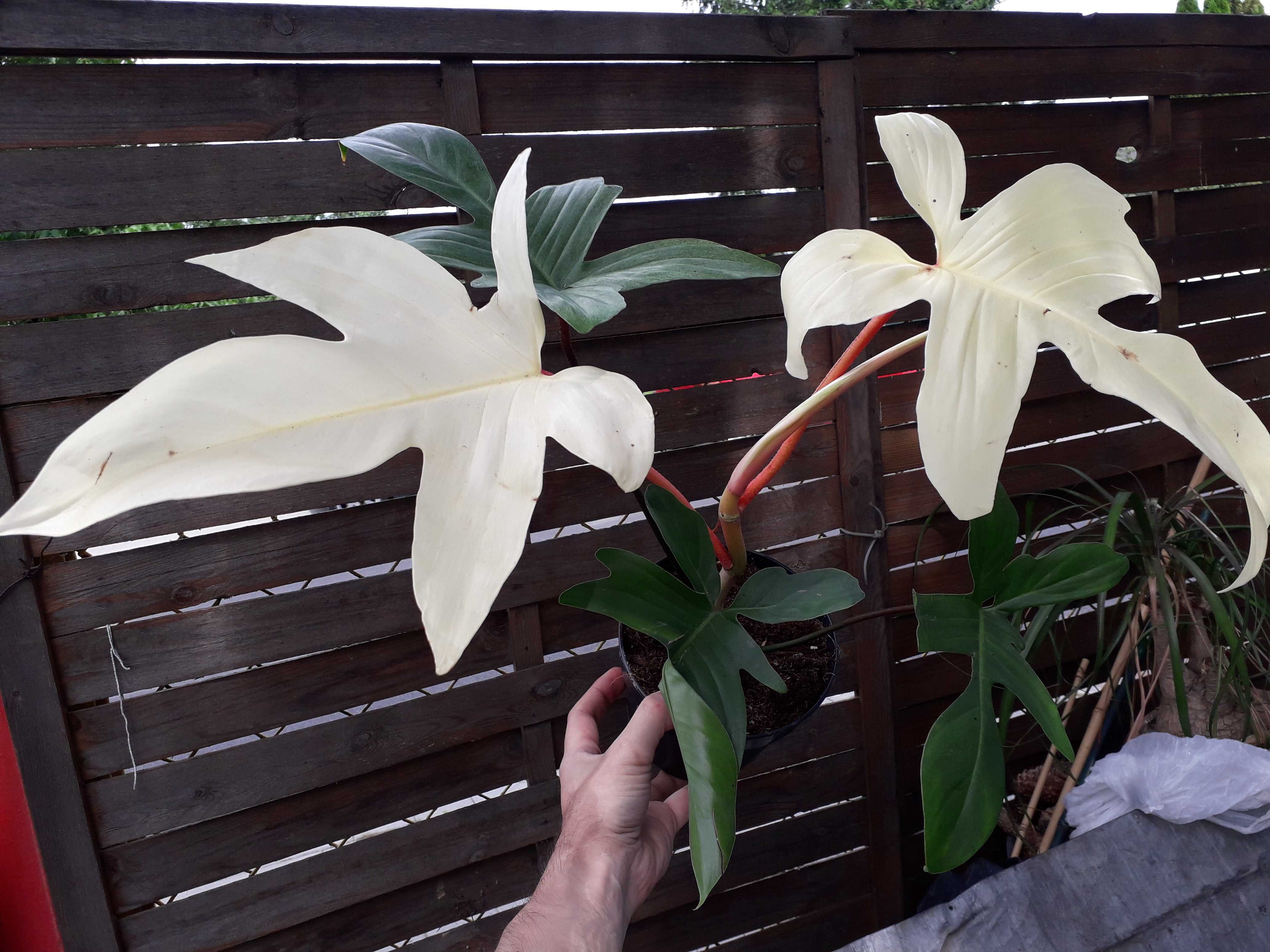 Philodendron Florida Ghost variegata duch monstera filodendron roślina