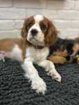 Pies Cavalier King Charles Spaniel paszport