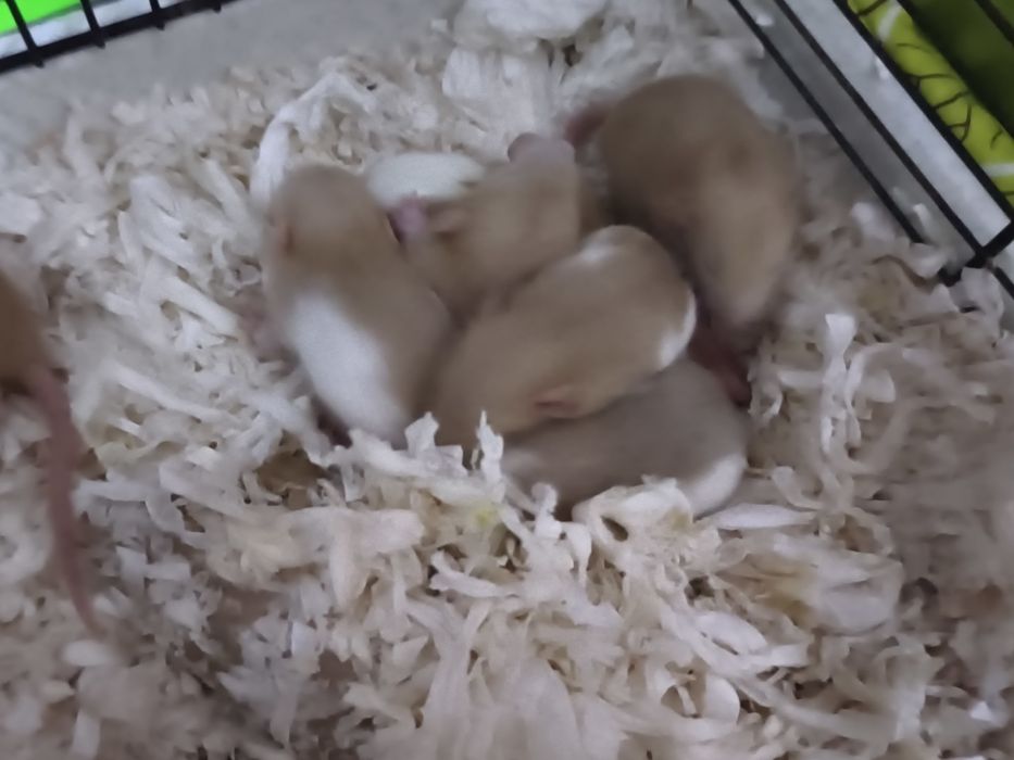 Młode szczurki dumbo, szczur dumbo, domowa hodowla oswojone piękne