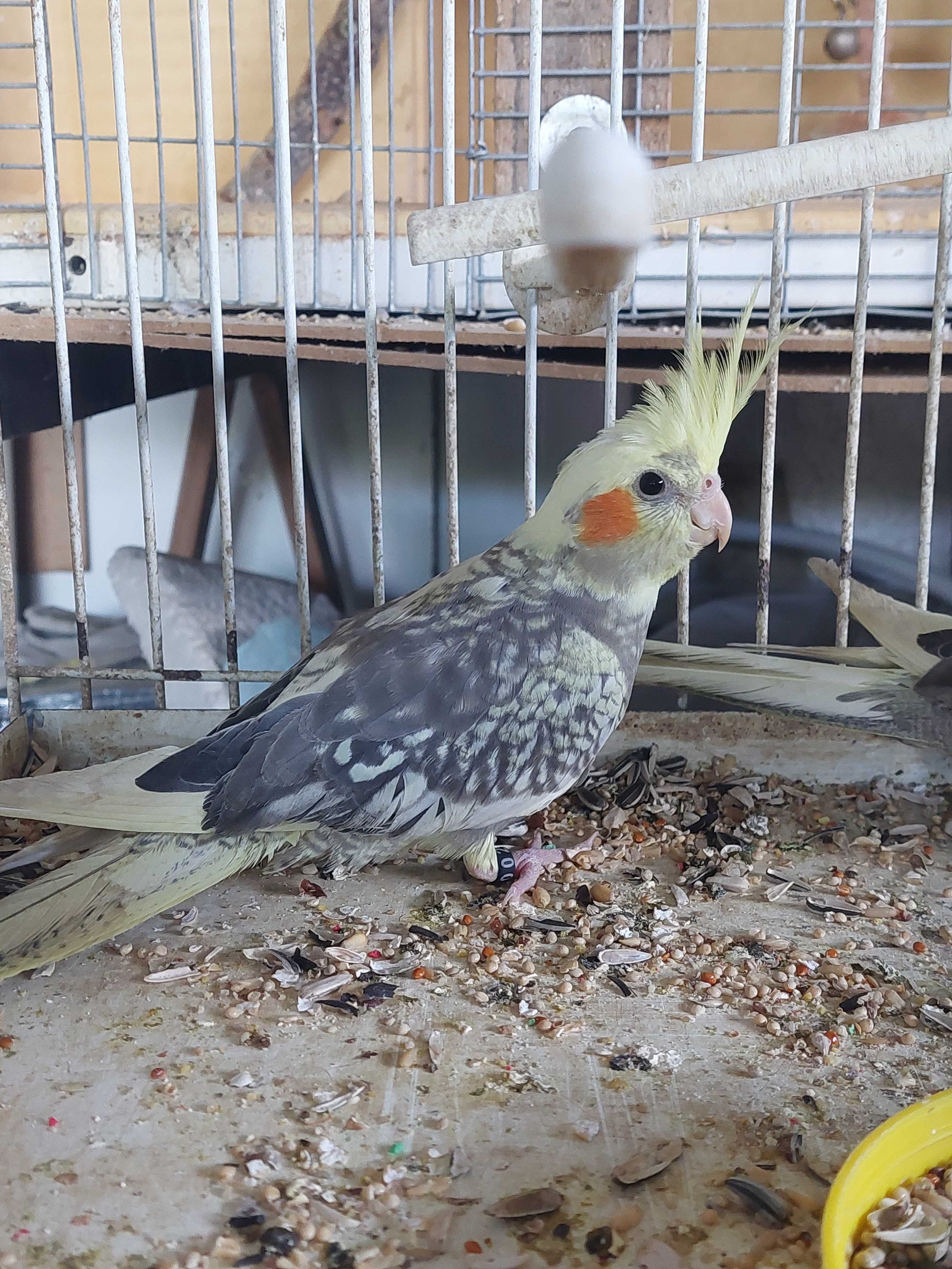 Caturra macho criada a mão muito mansa
