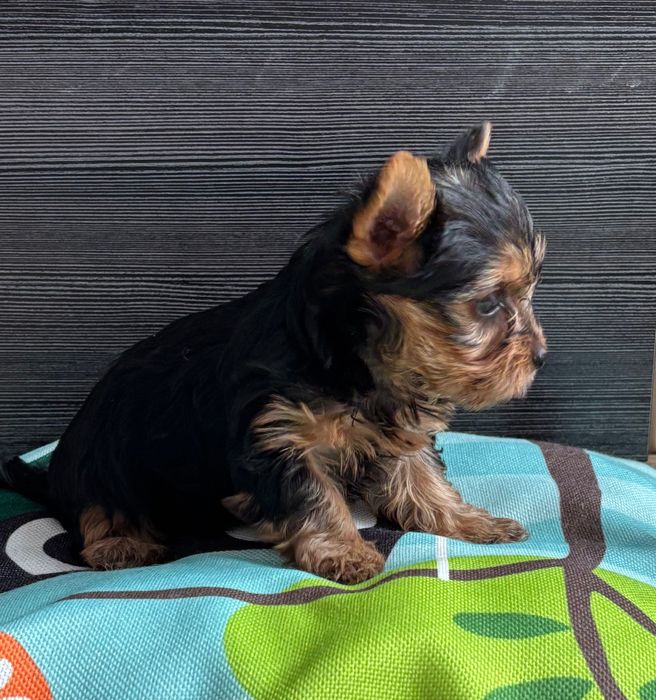 York - kochany rozrabiaka