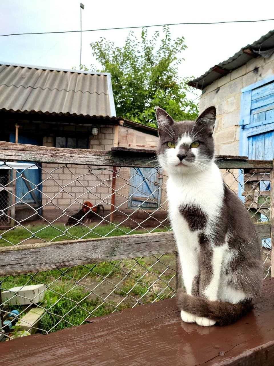 Срочно! Котята ищут дом!