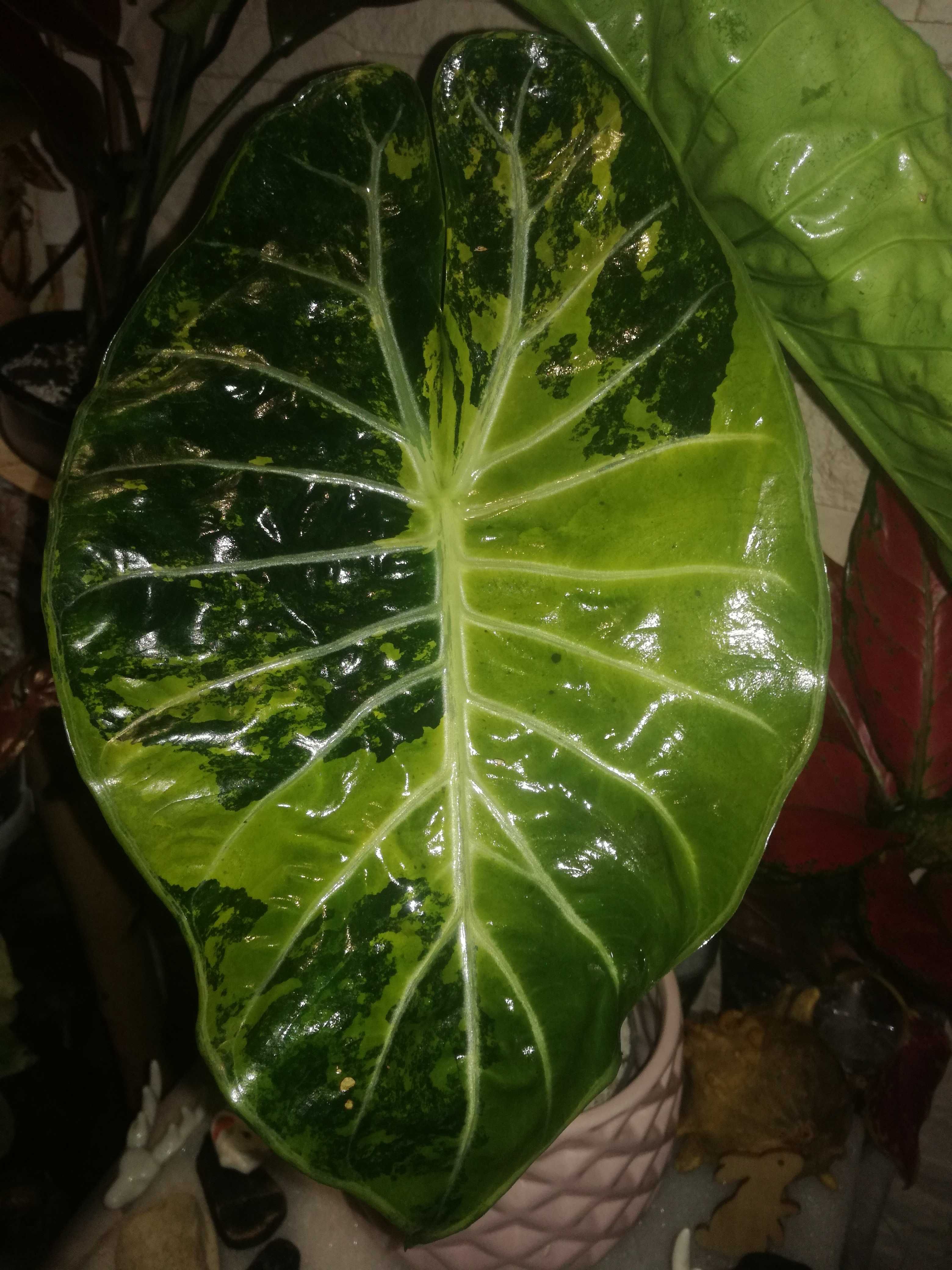 INTERNATIONAL Alocasia Pink Dragon Variegata alokazja bulb philodendro