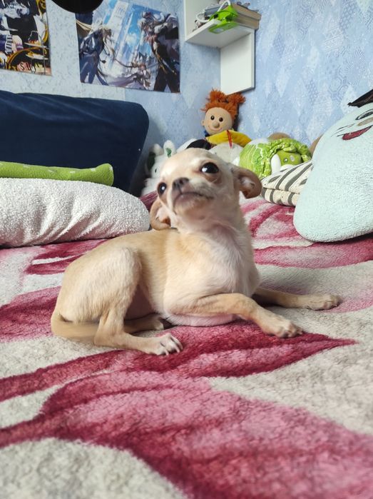 ЧУДО мини чихуашечка!!!