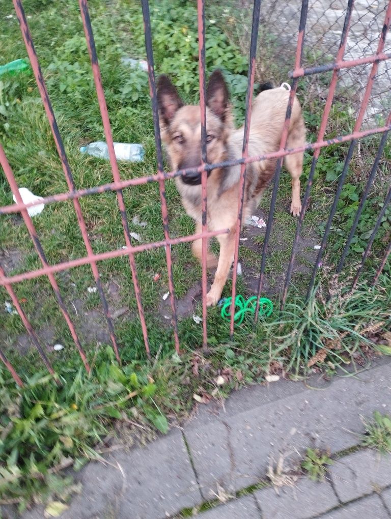 Piękna Luna, pozostawiona na pastwę losu przez swoją "rodzinę"