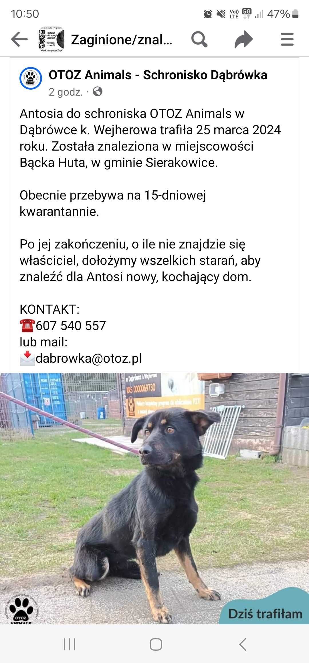 Suczka znaleziona w bąckiej hucie