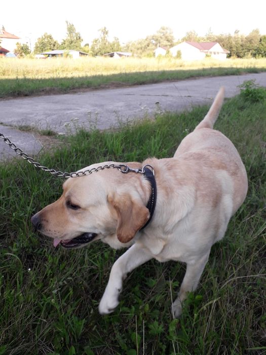 Лабрадор для вязки