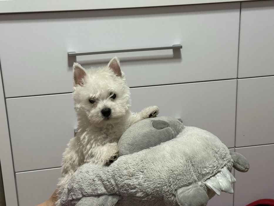 West highland white terier szczeniak