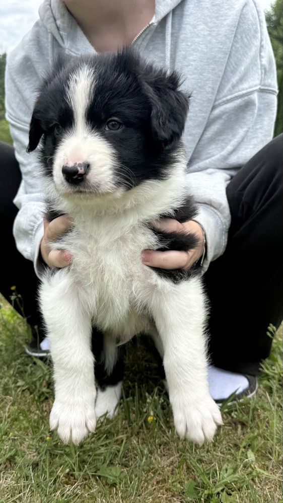 Border Collie - Leśna Polana