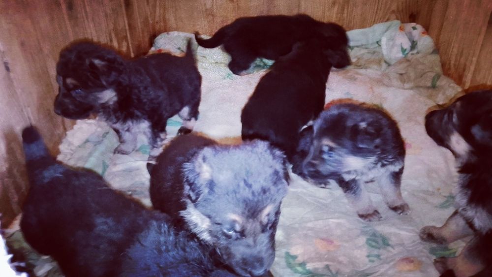 Продам цуценят німецької вівчарки!!!