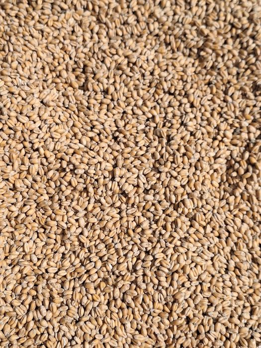 Sprzedam zboże owies, jęczmień, pszenice i żyto