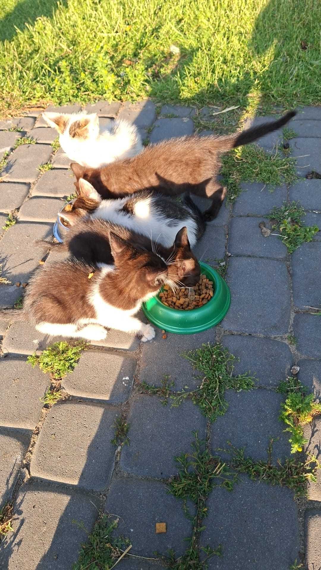 Oddam kotki w dobre ręce.