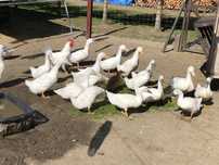 Kaczki Pekin Amerykanski