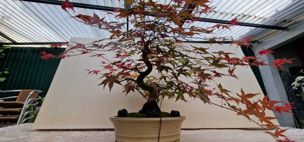 Bonsai Acer palmatum deshojo