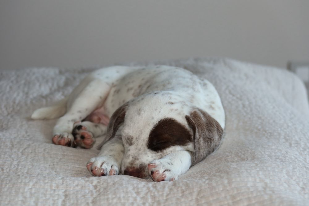 Далматинець хлопчик