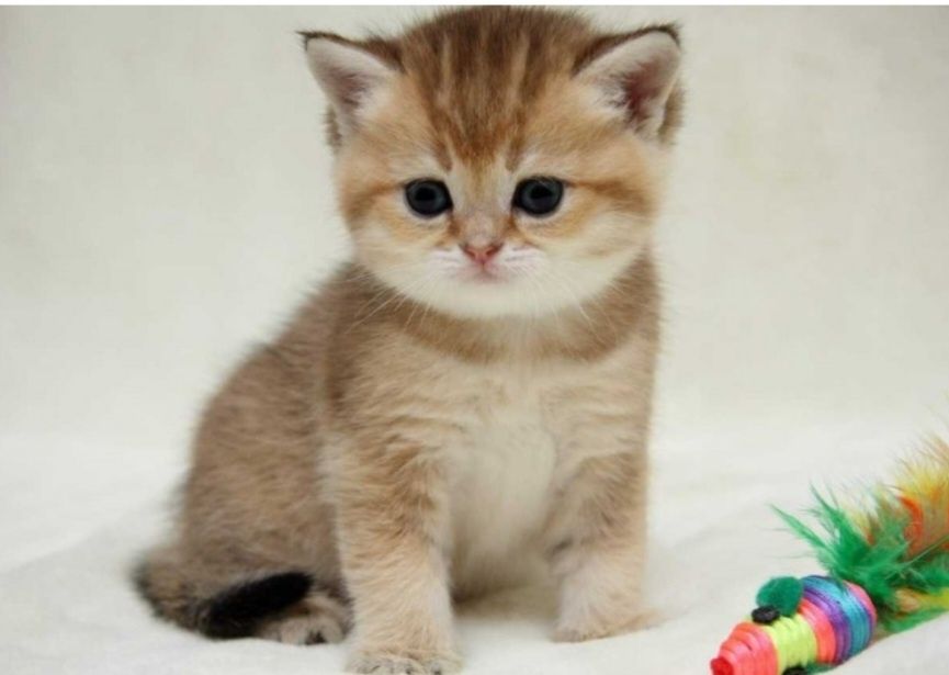 Кошенята золота шиншила