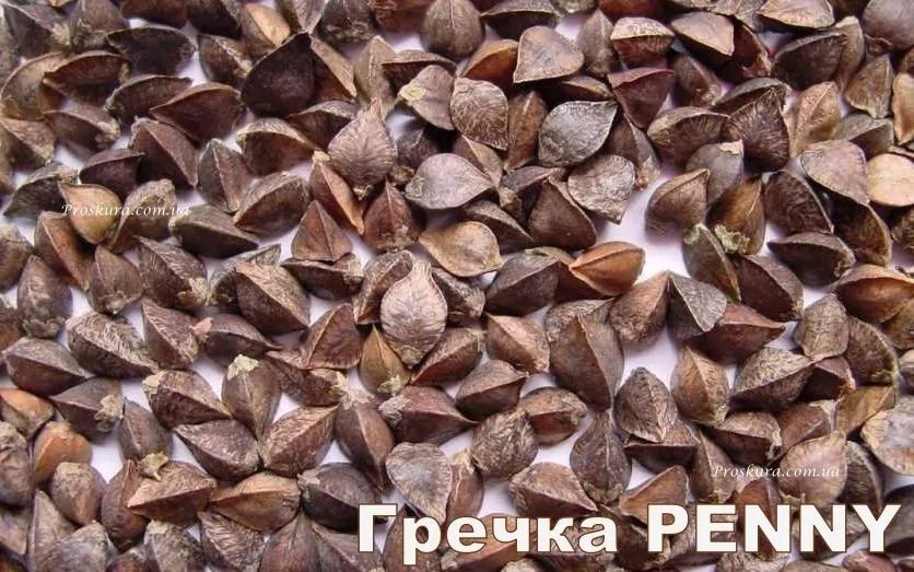 Продам насіння гречки Penny 25 грн/кг