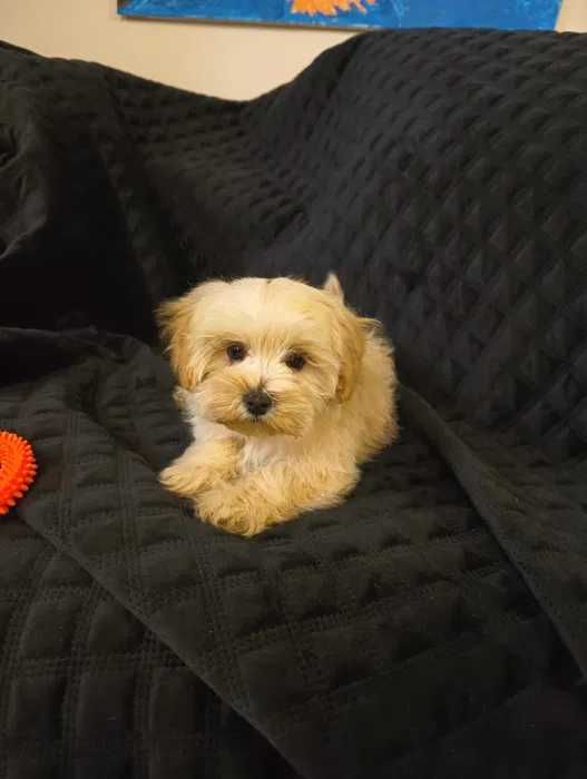 Maltipoo disponível