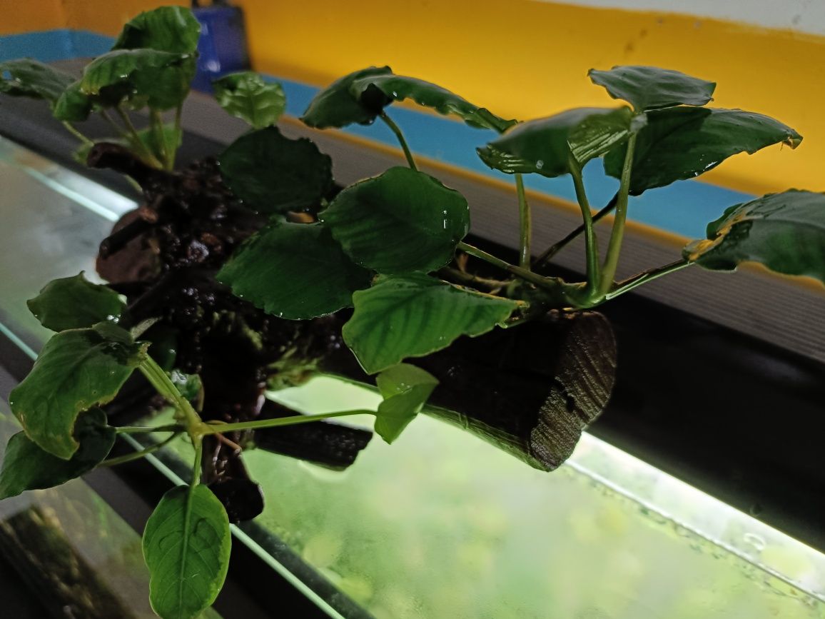 Tronco de videira com Anubias Nana