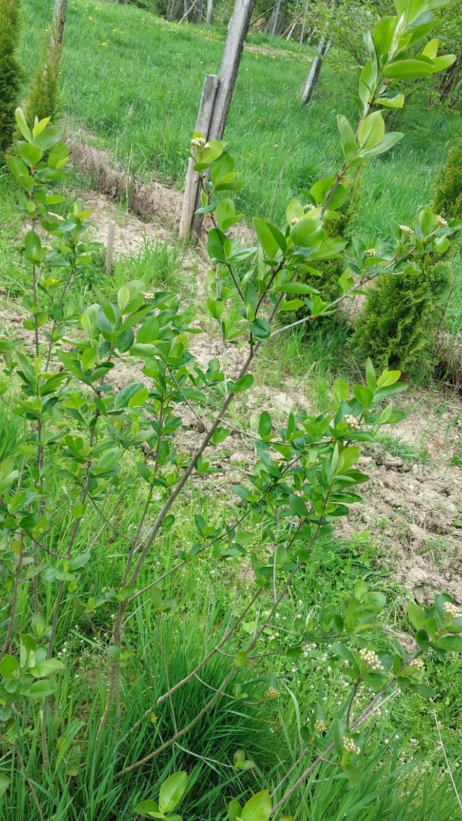 Pigwowiec, aronia, róża jadalna