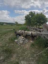 Продаю сім'ю овець романівської породи