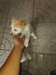 Caes podendos para adopção