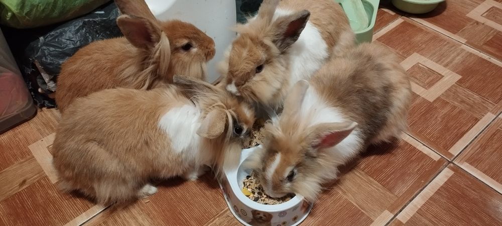 Кролик декоративний