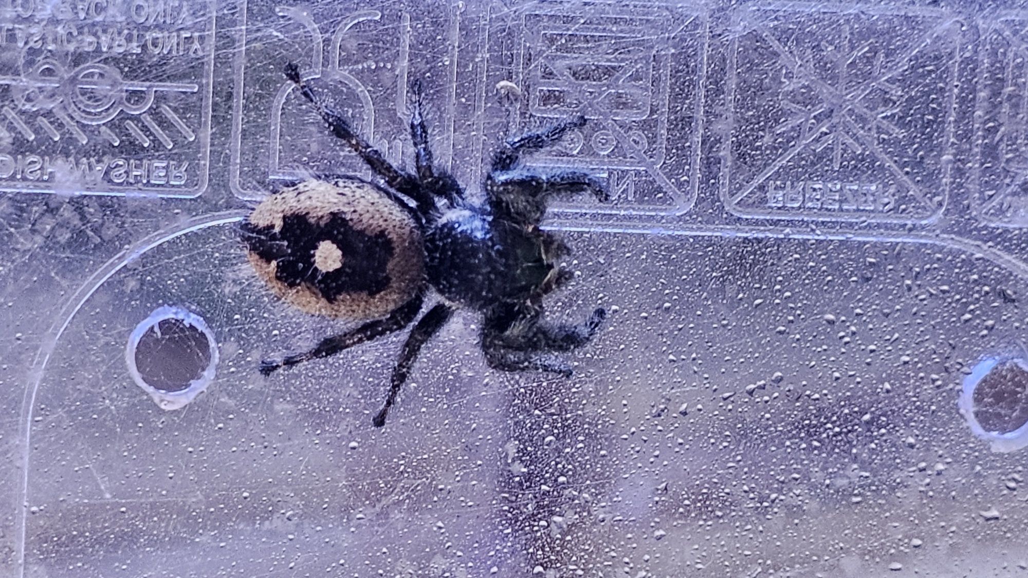 Skakun Phidippus audax bryantae Oregon L3-L4