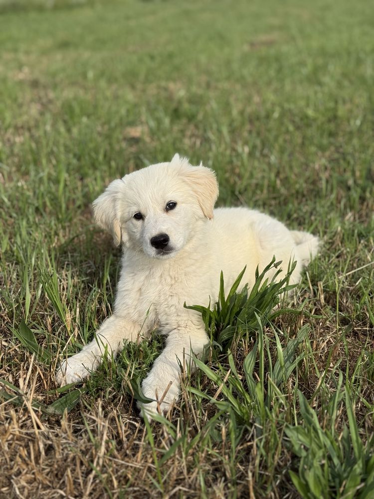Golden Retriever fêmea