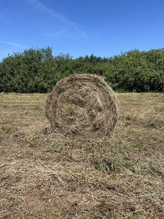 Siano 2025/ ok 70 sztuk