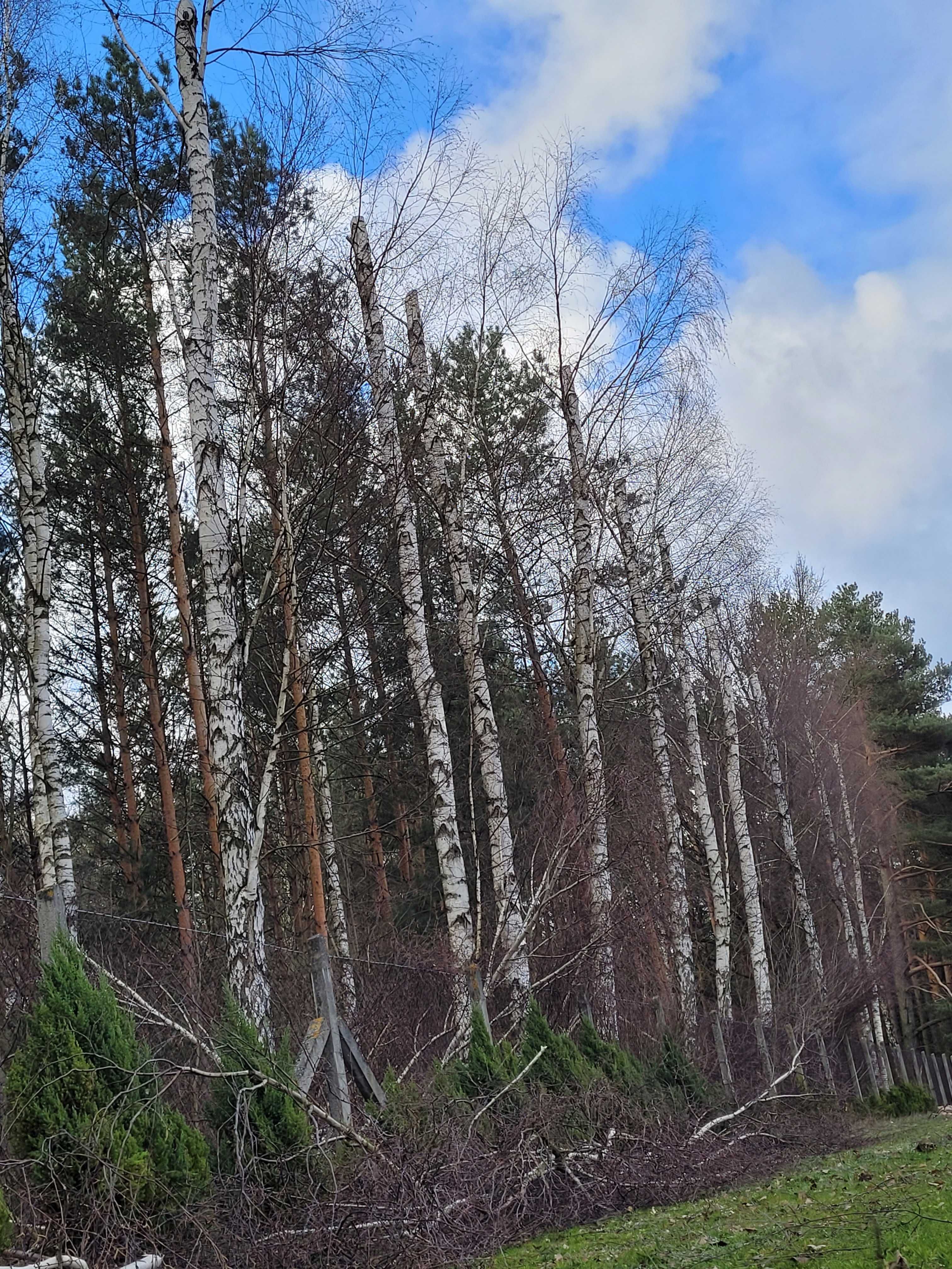 Podnosnik koszowy 22M. Wynajem,Usługi,Wycinka drzew