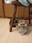 Szpic miniaturowy pomek sunia