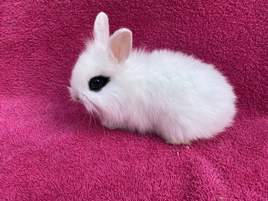 Декоративные кролики