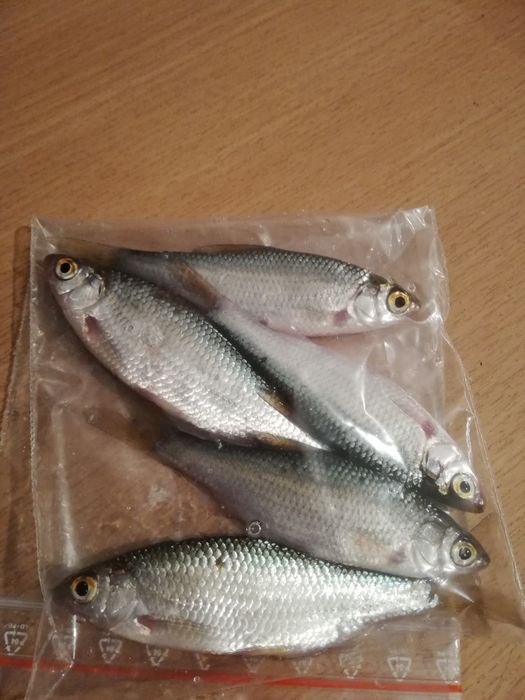 Płoć, płotka mrożona 5szt. 8-12cm