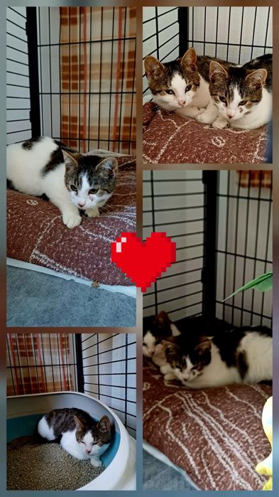 Korki do adopcji