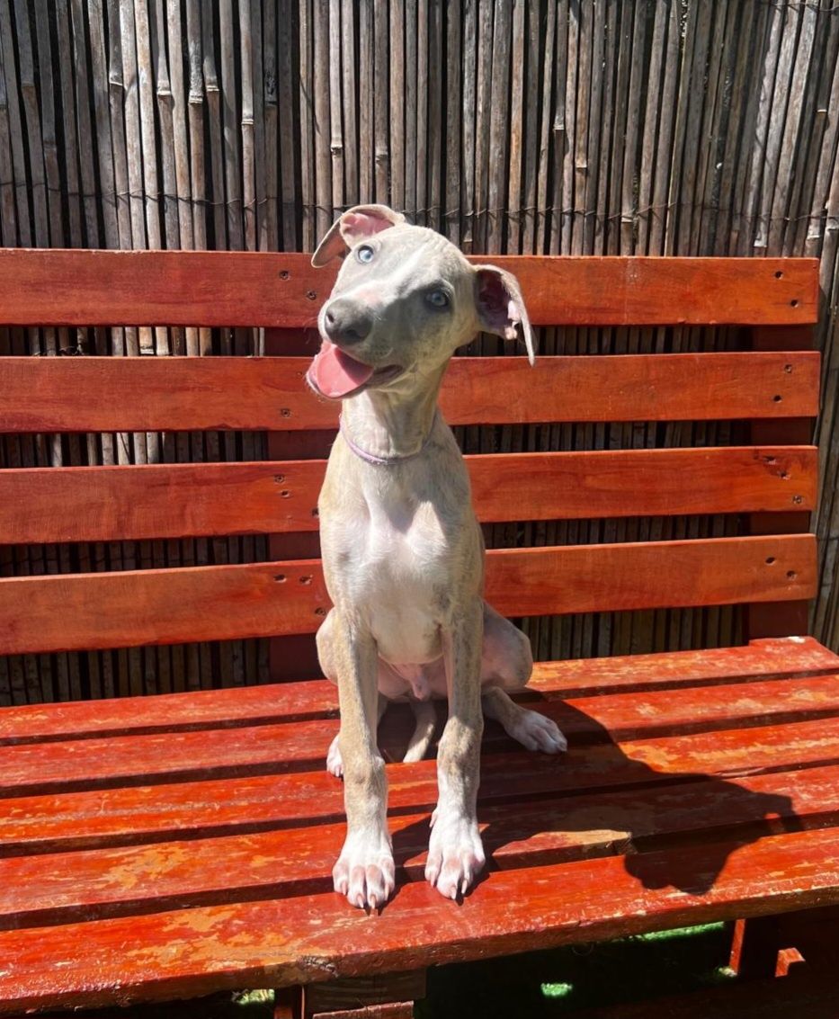 Whippet piesek FCI