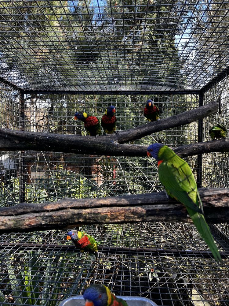 Loris    Arco  Iris