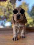 Cocker spaniel angielski sunia