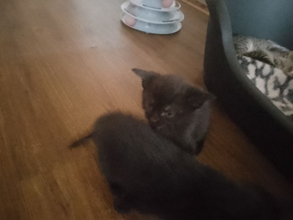 Koty do adopcji oddam za darmo.