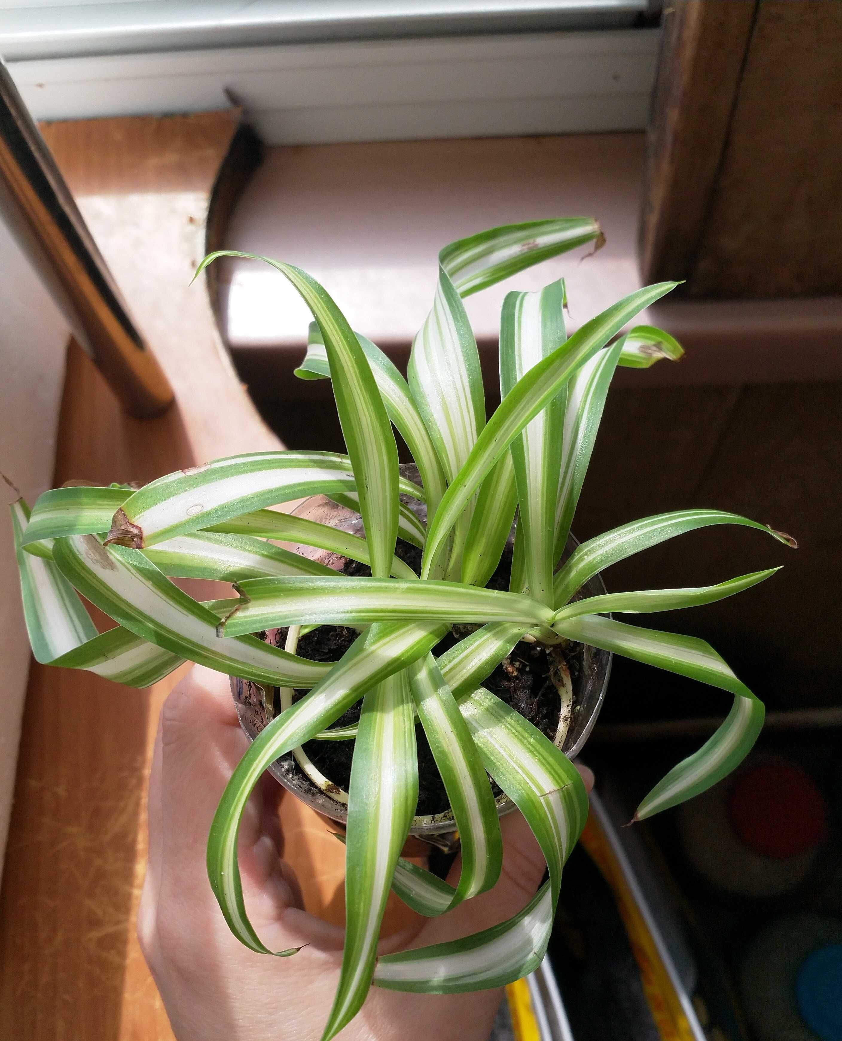 Хлорофитум Океан (chlorophytum ocean)
