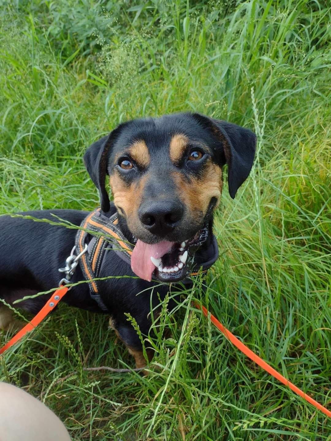 Kiwi do adopcji! Sandomierz