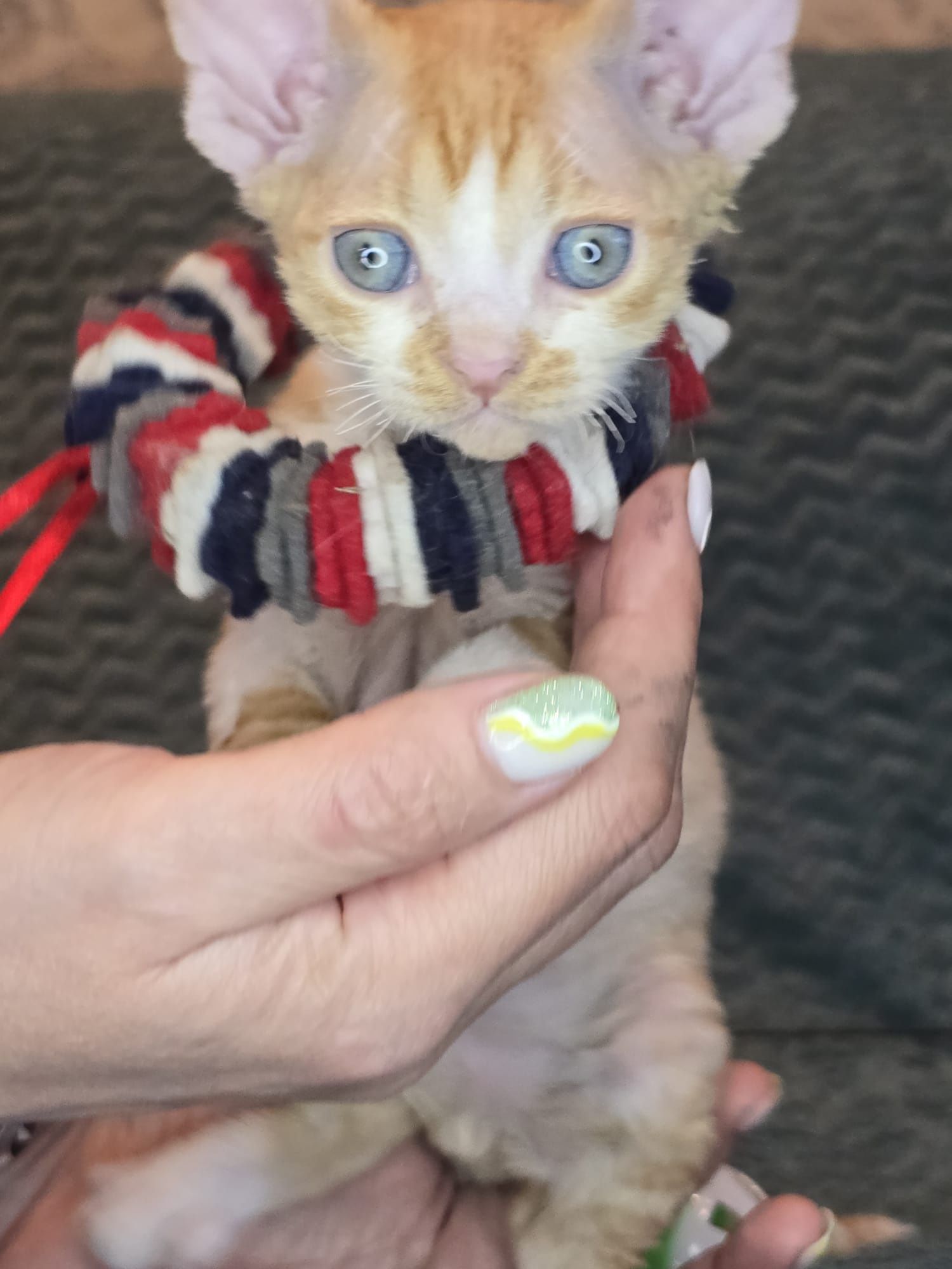 Devon rex FPL Kocurek rudy