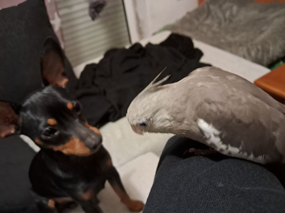 Caturra fêmea para acabar de criar a mão