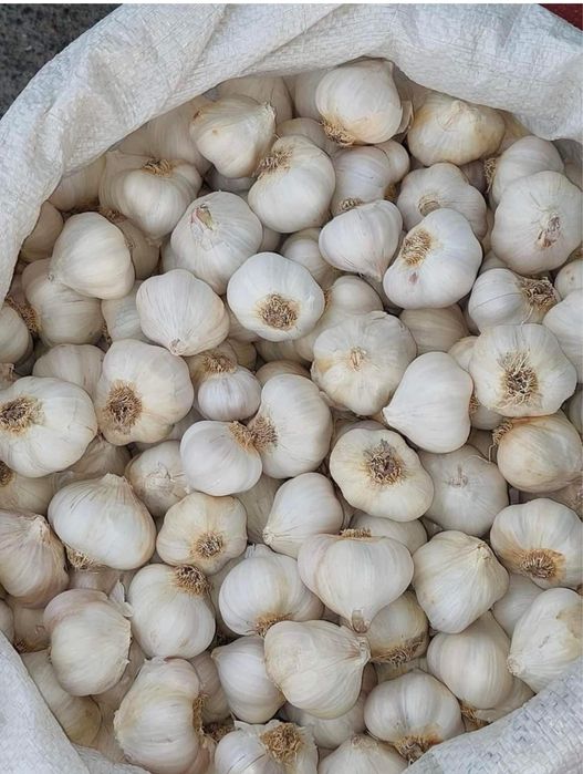 Ярий часник Сочинський