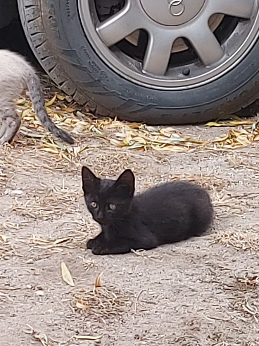 Gatos para adoção urgente!!