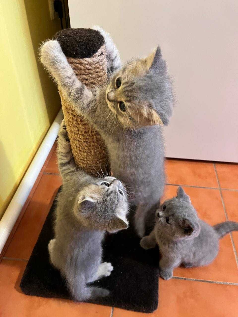 Кошенята шотландські прямовухі