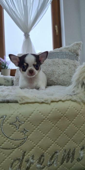 Przepiękny malutki tricolor biało -czekolaodowy chłopczyk chihuahua kr