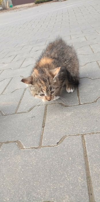 Oddam 2 kotki w dobre rece